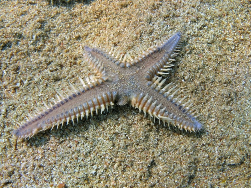 Astropecten platyacanthus (Philippi, 1837)